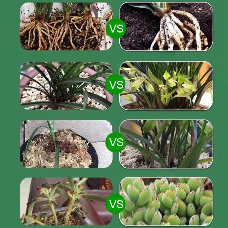 👍[Recommended by plant experts]🌿Plant and Flower Activation Liquid Solution🔥Buy 3 Get 5 Free💥